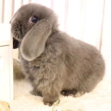 animal_image