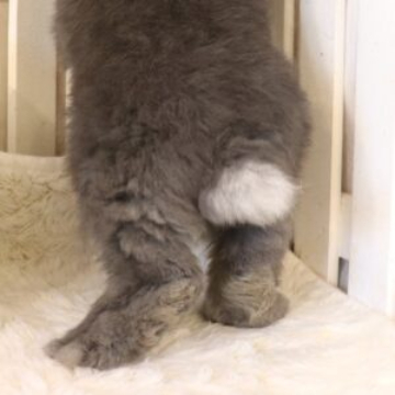 animal_image