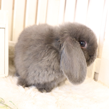 animal_image