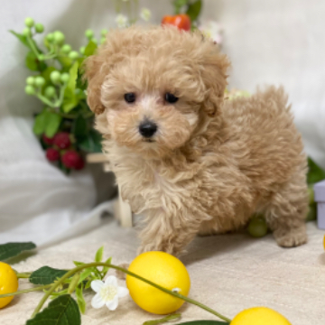 animal_image
