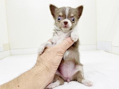 animal_image
