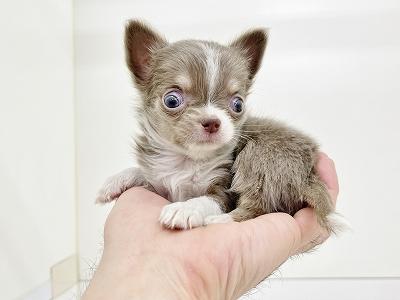 animal_image