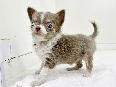 animal_image