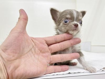 animal_image