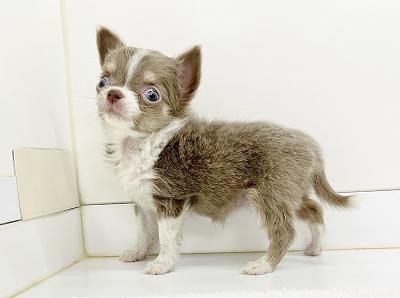 animal_image