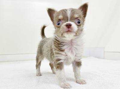 animal_image
