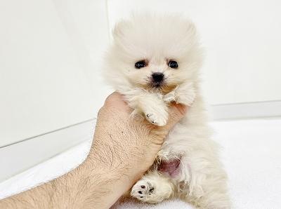 animal_image