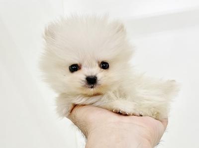 animal_image