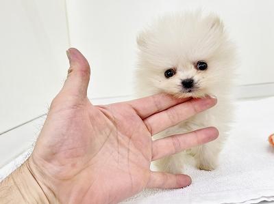 animal_image