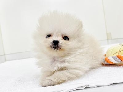 animal_image