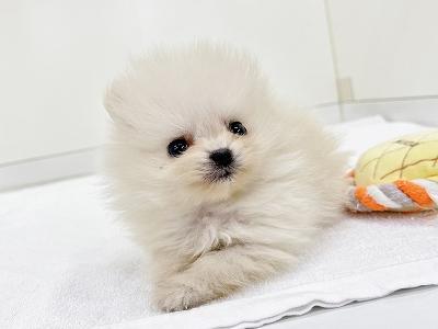 animal_image