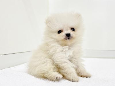animal_image