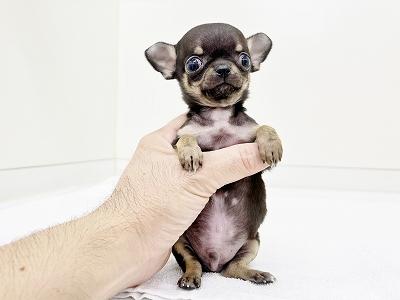 animal_image