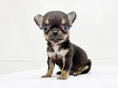 animal_image