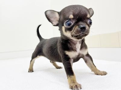 animal_image