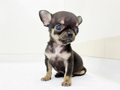 animal_image
