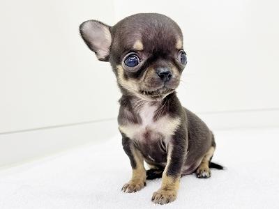 animal_image