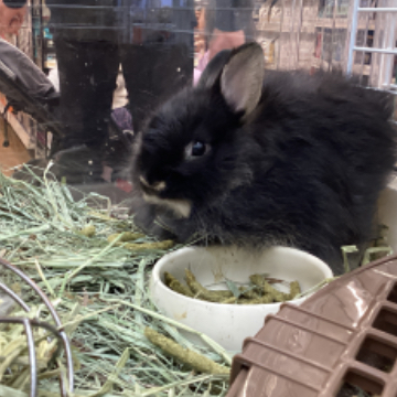animal_image