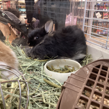 animal_image