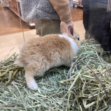 animal_image