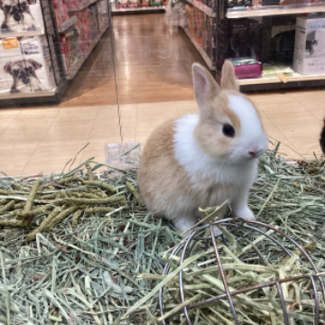 animal_image