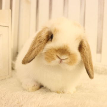 animal_image