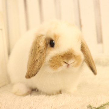 animal_image