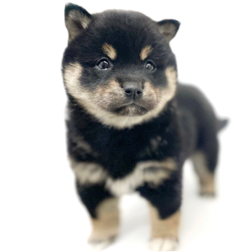 animal_image