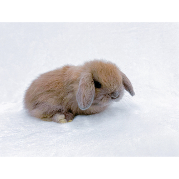 animal_image