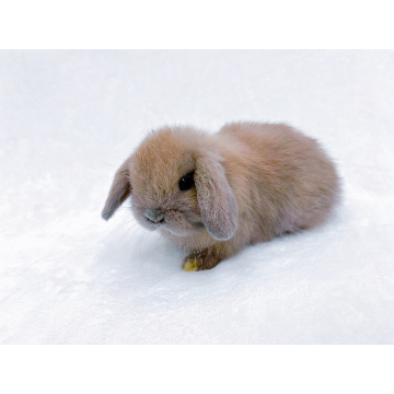 animal_image