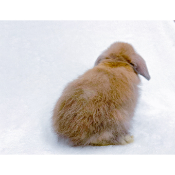 animal_image