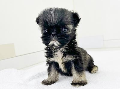 animal_image