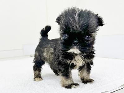 animal_image