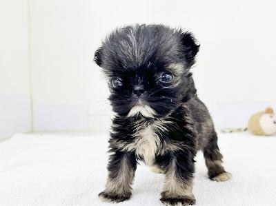 animal_image