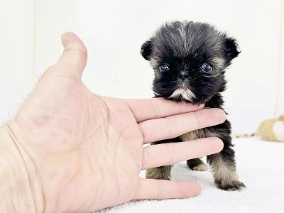 animal_image