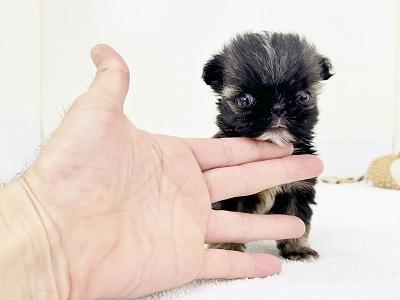 animal_image