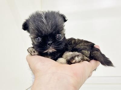 animal_image