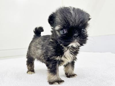 animal_image
