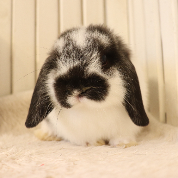 animal_image