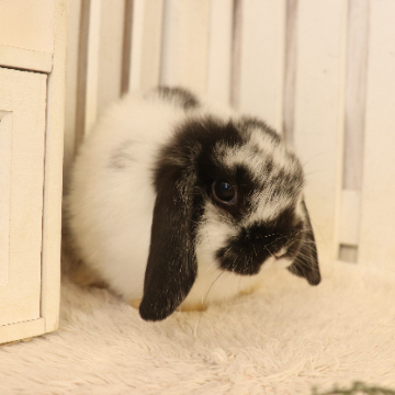animal_image