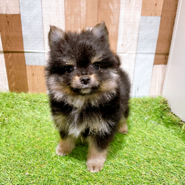 animal_image