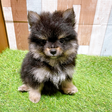 animal_image