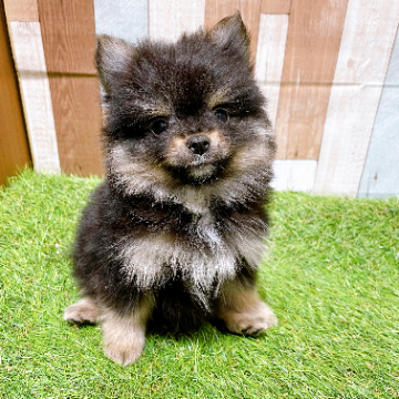 animal_image