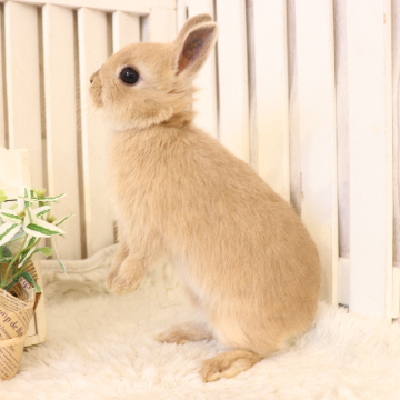 animal_image