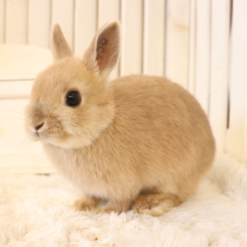 animal_image