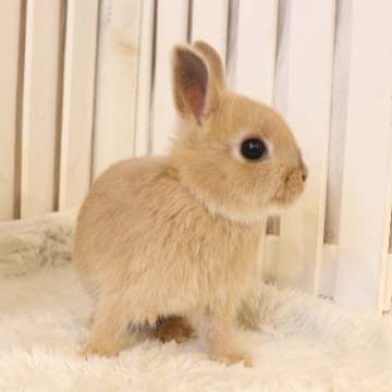 animal_image