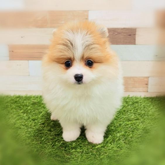 animal_image