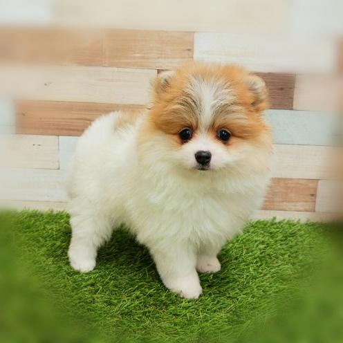 animal_image