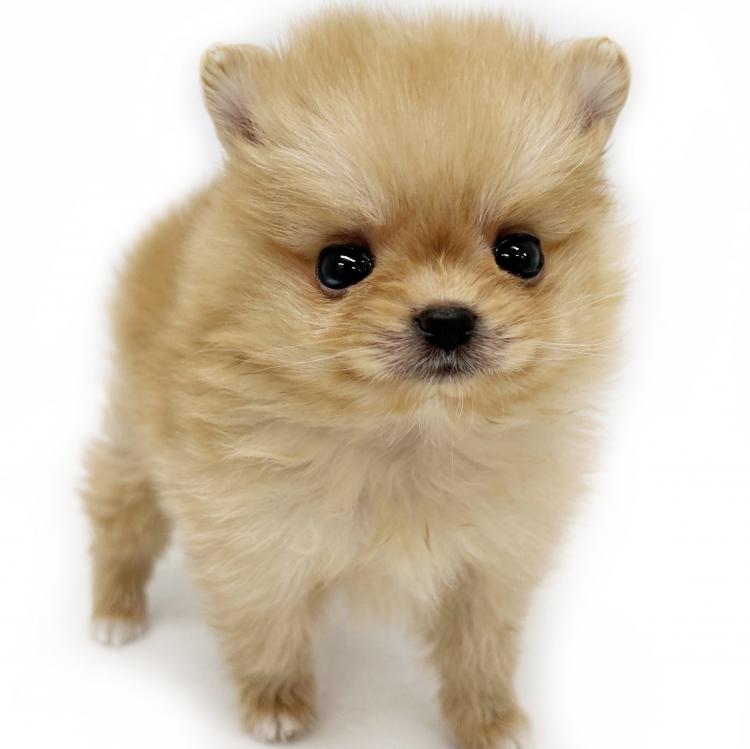 animal_image