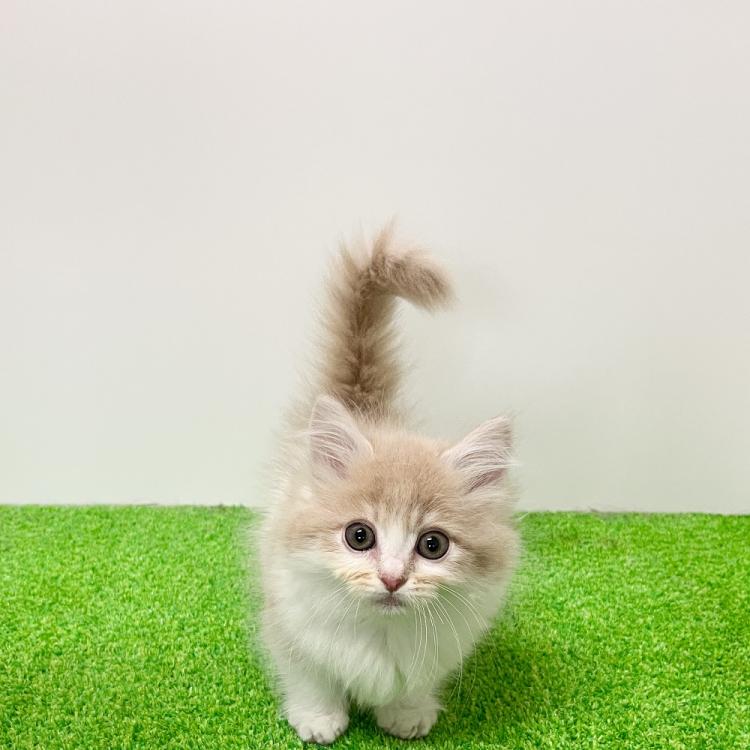 animal_image